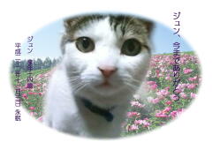 ジュンちゃんのメモリアル写真　ペット葬儀日：2010年11月3日　千葉県よりご依頼